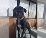 Small #1 American Staffordshire Terrier Mix