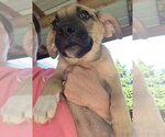 Small #1 Collie-German Shepherd Dog Mix