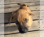 Small #1 Mutt