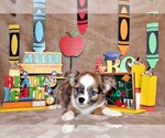 Puppy Creed Chihuahua
