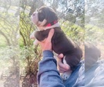Small Photo #7 English Bulldog Puppy For Sale in JOSHUA, TX, USA