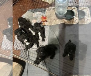 Poodle (Standard) Puppy for sale in PARAGOULD, AR, USA