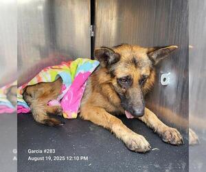 German Shepherd Dog-Unknown Mix Dogs for adoption in San Antonio, TX, USA