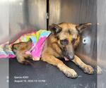Small German Shepherd Dog Mix