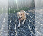 Small #1 Mutt