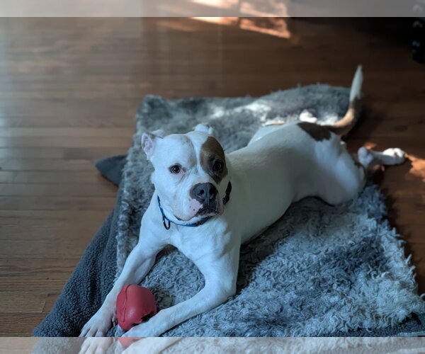 Medium Photo #13 American Staffordshire Terrier-Boxer Mix Puppy For Sale in Caribou, ME, USA