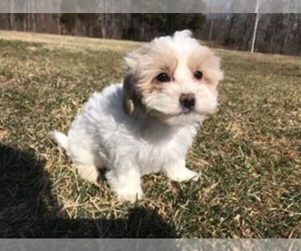 Medium Photo #5 Maltipoo Puppy For Sale in IRVINGTON, KY, USA
