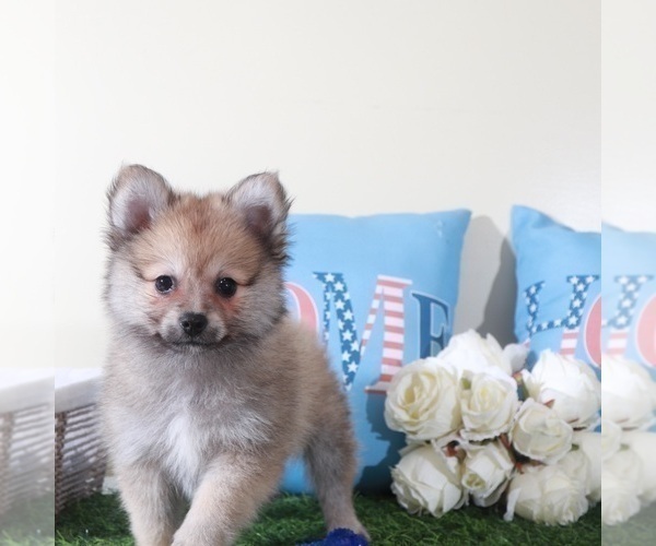 Medium Photo #1 Pomeranian Puppy For Sale in MOUNT VERNON, OH, USA