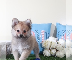 Pomeranian Puppy for sale in MOUNT VERNON, OH, USA