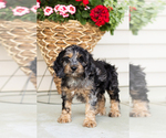 Small #1 Cocker Spaniel-Poodle (Miniature) Mix