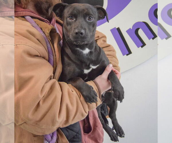 Medium Photo #8 Cheagle Puppy For Sale in Huntley, IL, USA