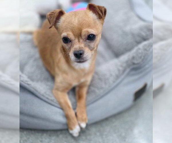 Medium Photo #5 Chihuahua Puppy For Sale in Chino Hills, CA, USA