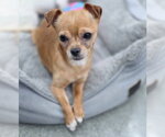 Small #4 Chihuahua