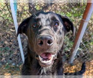Sinatra - Male Mutt Dog for Adoption - Photo #8