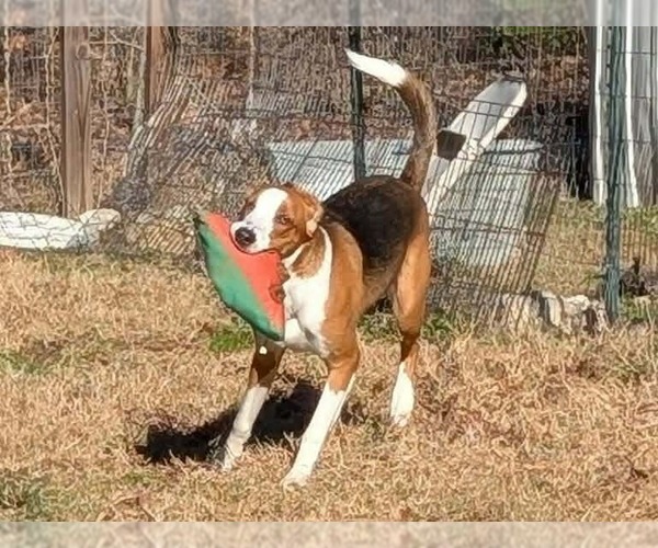 Medium Photo #3 Mutt Puppy For Sale in Roxboro, NC, USA