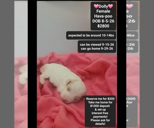 Havapoo Puppy for sale in TUCSON, AZ, USA