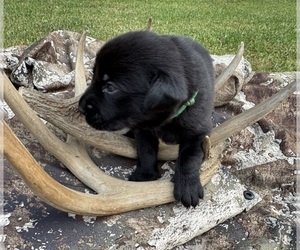 Medium Labrador Retriever