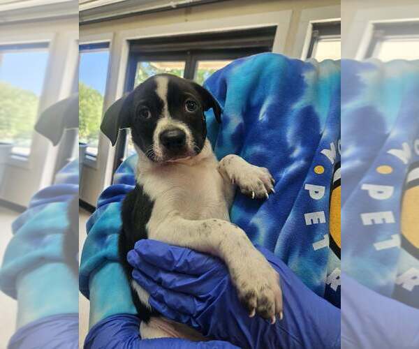Medium Photo #2 Mutt Puppy For Sale in Candler, NC, USA