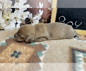 Dachshund Puppy for sale in CASSVILLE, MO, USA