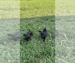 Chihuahua Puppy for sale in GOSHEN, OH, USA