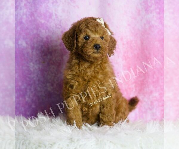 Medium Photo #5 Goldendoodle (Miniature) Puppy For Sale in WARSAW, IN, USA