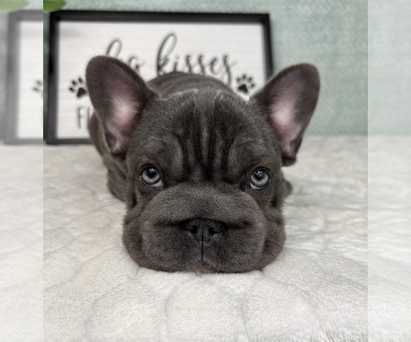 Medium Photo #3 French Bulldog Puppy For Sale in FRANKLIN, IN, USA