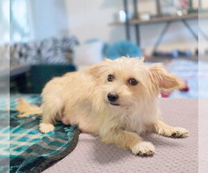 Zoey - Female Poodle (Miniature)-Unknown Mix Dog for Adoption - Photo #7