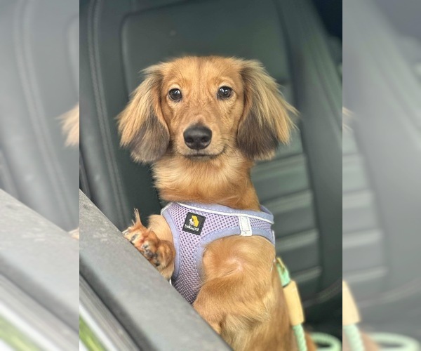 Medium Photo #1 Dachshund Puppy For Sale in DAYTONA BEACH, FL, USA