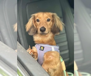 Father of the Dachshund puppies born on 08/19/2025