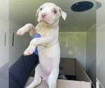 Small Photo #1 American Pit Bull Terrier-Unknown Mix Puppy For Sale in Houston, TX, USA
