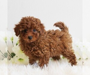 Poodle (Toy) Puppy for Sale in COATESVILLE, Pennsylvania USA