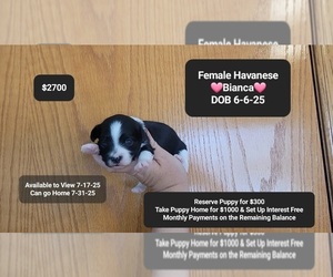 Havanese Puppy for sale in TUCSON, AZ, USA