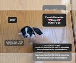 Small Havanese