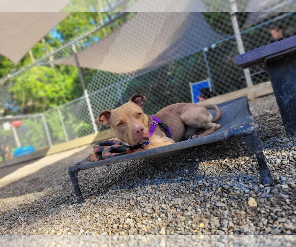 Medium Photo #14 American Staffordshire Terrier Puppy For Sale in Sayreville, NJ, NJ, USA