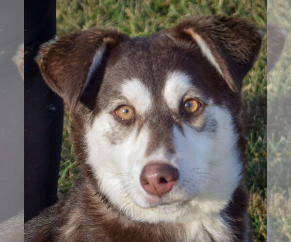 Medium Photo #5 Siberian Husky Puppy For Sale in Huntley, IL, USA