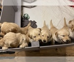 Small Photo #9 Golden Retriever Puppy For Sale in SMITHVILLE, TX, USA