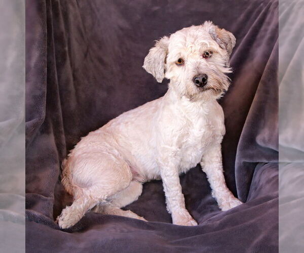 Medium Photo #2 Poovanese Puppy For Sale in Albuquerque, NM, USA