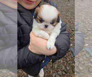 Japanese Chin Puppy for sale in SALEM, OR, USA