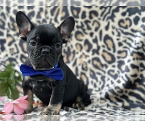 French Bulldog Puppy for sale in LANCASTER, PA, USA