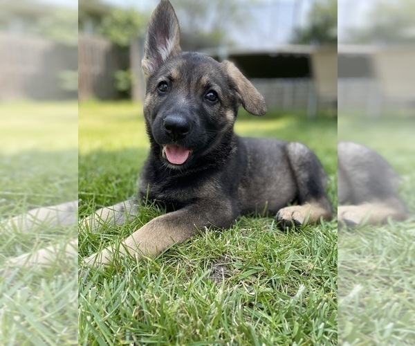 Medium Photo #1 German Shepherd Dog Puppy For Sale in CROWN POINT, IN, USA