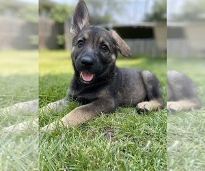 German Shepherd Dog Puppy for sale in CROWN POINT, IN, USA