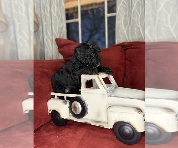 Medium Photo #3 Labradoodle mix (+ Poodle Standard) Puppy For Sale in MOKELUMNE HILL, CA, USA