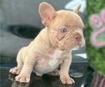 Small #14 French Bulldog