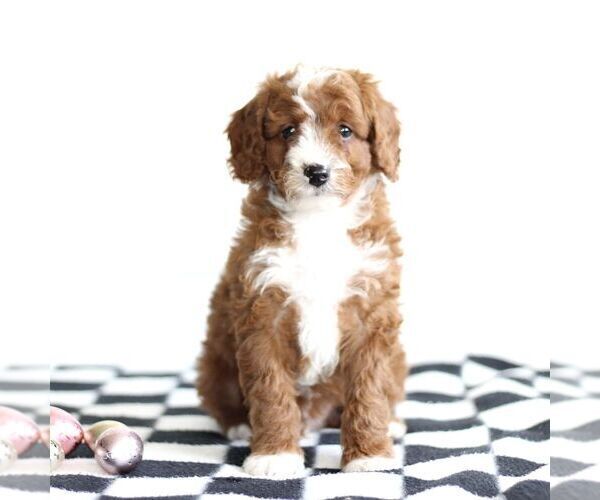 Medium Photo #1 Cavapoo Puppy For Sale in BIRD IN HAND, PA, USA