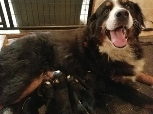Bernese Mountain Dog Puppy for sale in RADCLIFFE, IA, USA