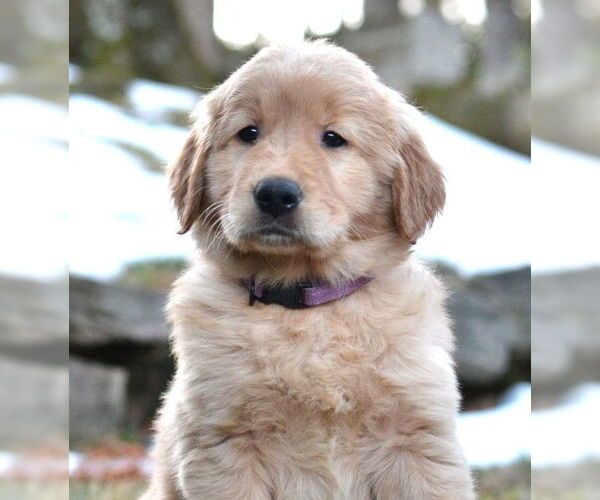 Medium Photo #1 Golden Retriever Puppy For Sale in Enfield, CT, USA