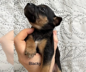 Rat Terrier Puppy for sale in WHITAKERS, NC, USA