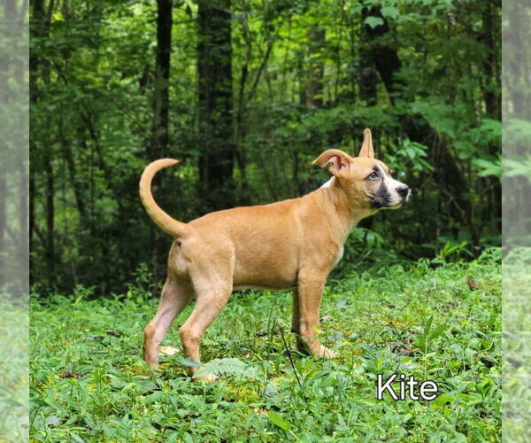 Medium Photo #3 Mutt Puppy For Sale in Ellijay, GA, USA
