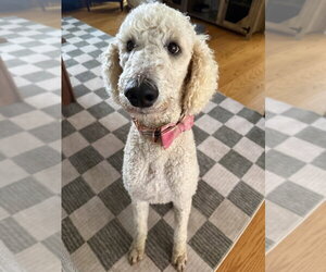 Poodle (Standard)-Unknown Mix Dogs for adoption in Brooklyn, NY, USA