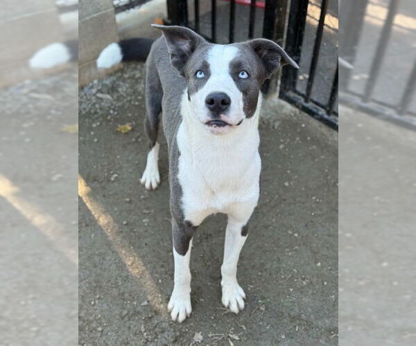 Medium Photo #3 Mutt Puppy For Sale in Riverside, CA, USA